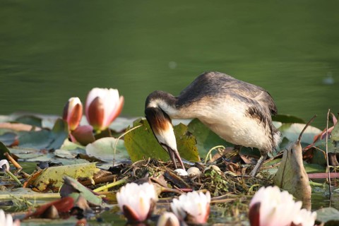Great Crested Grebe (Podiceps Scalloped ribbonfish) turning the eggs on the floating nest between