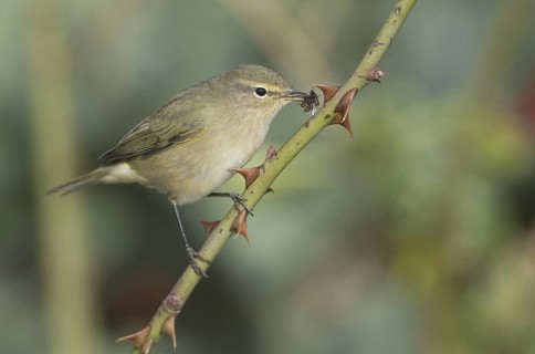 Common Chiffchaff (Phylloscopus collybita), Schleswig-Holstein, Germany