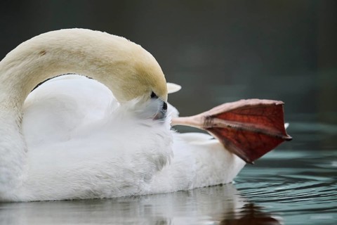 Mute swan (Cygnus olor) swimming on a lake, Bavaria, Germany