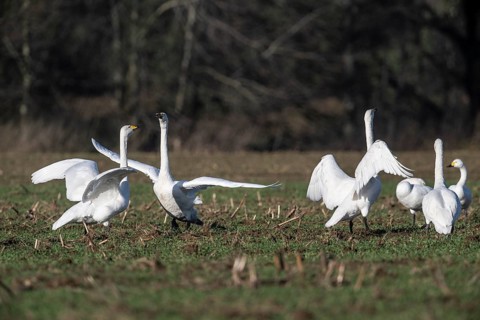 Whooper swans (Cygnus cygnus), Emsland, Lower Saxony, Germany