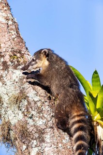 South American coati (nasua nasua) Pantanal Brazil