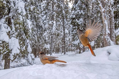 Two Siberian jays (Perisoreus infaustus, Corvus infaustus) foraging on snow covered ground in the