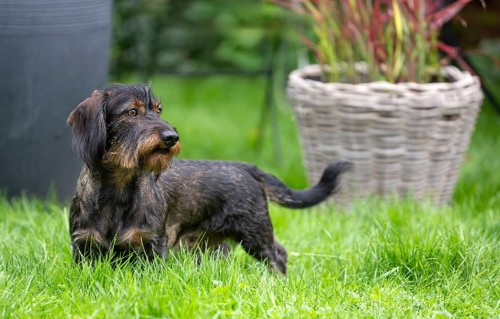 Rough-haired dachshund (Canis lupus familiaris) male, 4 years, attentive, in a meadow, in garden,