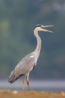 Grey Heron (Ardea cinerea) calling, North Rhine-Westphalia, Germany