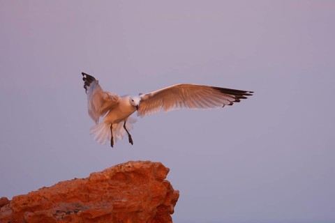 Audouin's Gull (Ichthyaetus audouinii), Mallorca, Spain