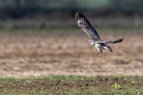 Common buzzard (Buteo buteo), flying, Emsland, Lower Saxony, Germany