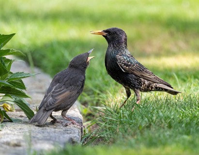 Common starling (Sturnus vulgaris) young bird and adult bird, the young bird begs for food with