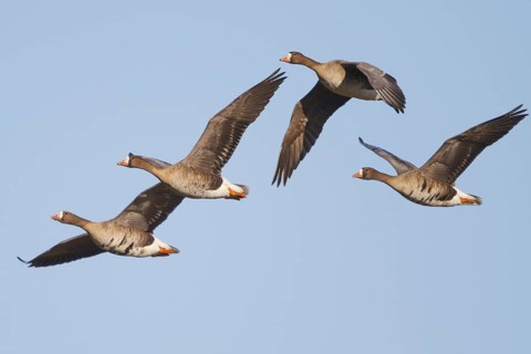 Greater White-fronted Goose (Anser albifrons) juvenile and adult flying, North Rhine-Westphalia,