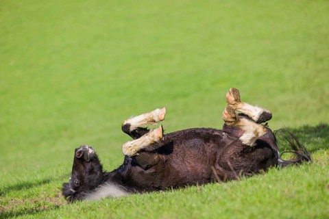 A pony Equus ferus caballus) rolls in the green grass in the paddock