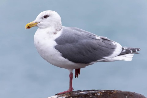 Glaucous-winged Gull (Larus glaucescens), Hokkaido, Japan