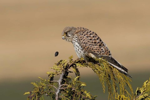 Common Kestrel (Falco tinnunculus) regurgitating pellet, Saxony, Germany