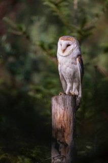 One barn owl (Tyto alba) sitting on a fence post in late evening light, surrounded by green
