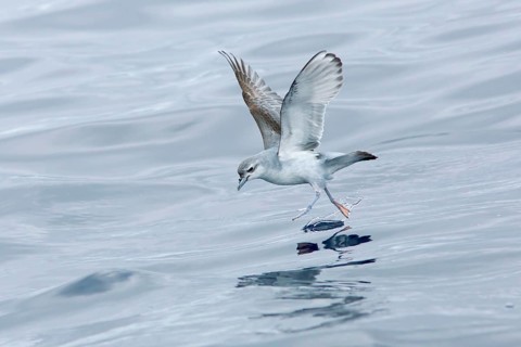 Fairy Prion (Pachyptila turtur) flying, Victoria, Australia