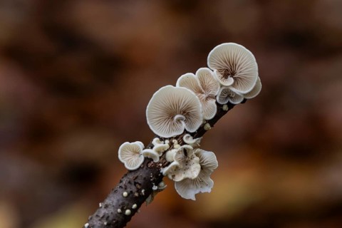 Mild dwarf knawel (Panellus mitis), Emsland, Lower Saxony, Germany