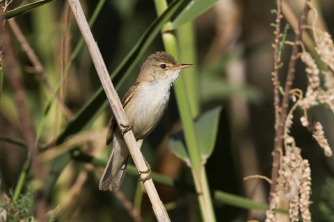 Eurasian Reed Warbler (Acrocephalus scirpaceus fuscus) perched in reeds, Cyprus