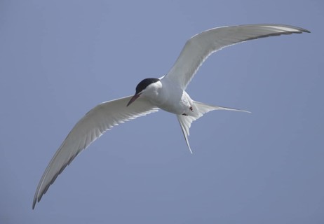 Arctic Tern (Sterna paradisaea) flying, Schleswig-Holstein, Germany