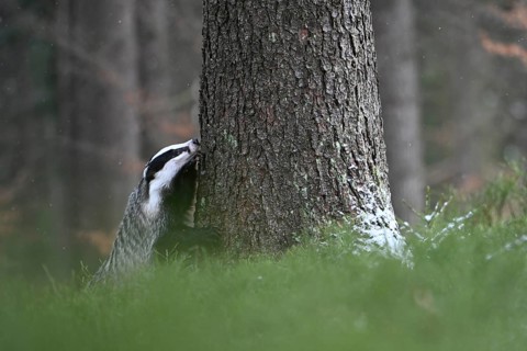 Badger in the snow, Wittlich, Rhineland-Palatinate, Germany