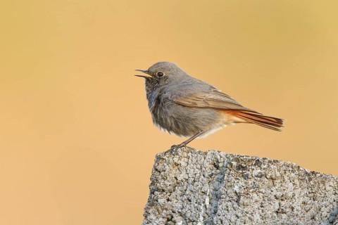 Black Redstart (Phoenicurus ochruros) male, Poland