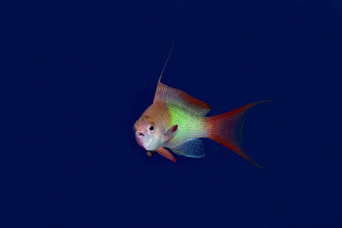 A vibrant Sea Goldie (Pseudanthias squamipinnis) showcases its striking red and yellow hues against