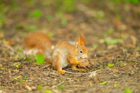Red squirrel (Sciurus vulgaris) in a forest, Bavaria, Gernany