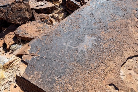 Depictions of animals on a rock slab, petroglyphs, rock engravings, Twyfelfontein, Kunene, Namibia