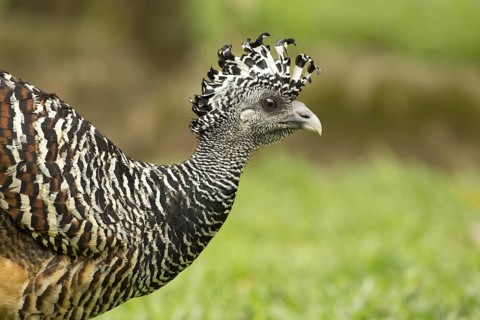 Great Curassow (Crax rubra) walking in the dry forest of Costa Rica, Central America