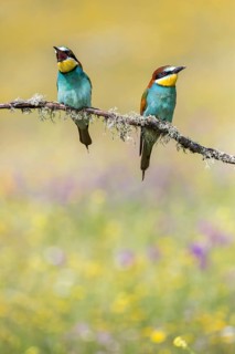 European Bee-eater (Merops apiaster) pair perched on a branch, Andalusia, Spain