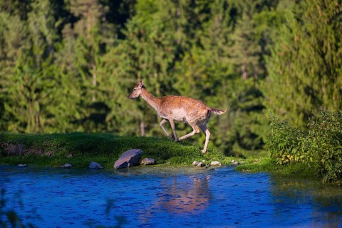 One female fallow deer (Dama dama) runs along a small pond. A forest in the background