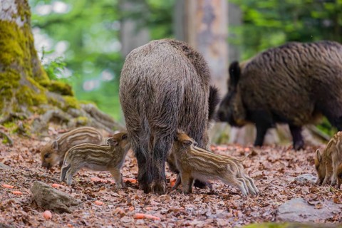 Wild boar (Sus scrofa), adults and piglets, forage for food on the forest floor