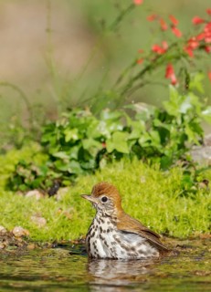 Wood Thrush (Hylocichla mustelina) bathing, Texas, USA