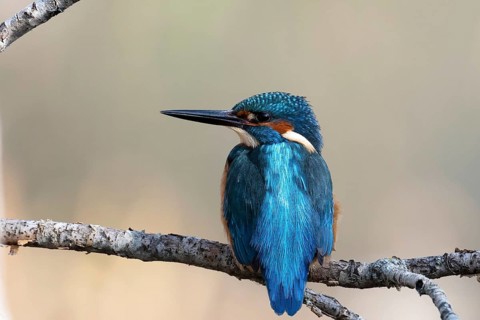 Close-up of a colorful kingfisher bird sitting on a branch with a soft, blurred background,