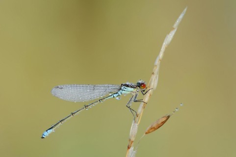 Small red-eyed damselfly (Erythromma viridulum), male with dewdrops, North Rhine-Westphalia,