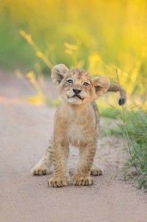 African Lion (Panthera leo) cute little cub in sunlight, Limpopo, South Africa