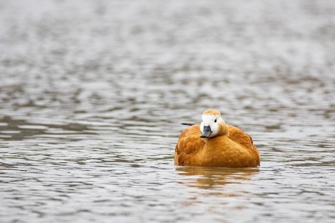 Ruddy shelduck (Tadorna ferruginea) Germany