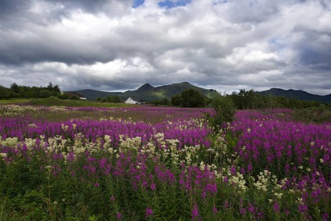 A field of purple and white wildflowers under a dramatic cloudy sky, Leknes, Lofoten, Norway