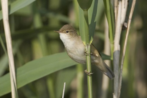 Eurasian Reed Warbler (Acrocephalus scirpaceus), Saxony, Germany