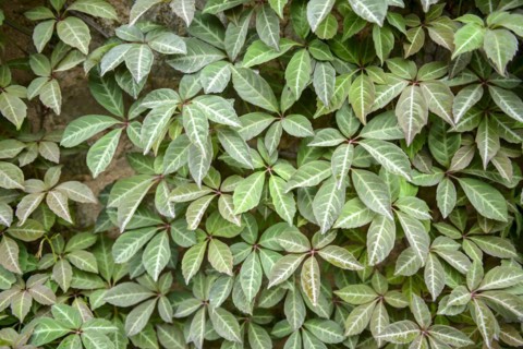Maiden Vine (Parthenocissus henryana), Knighthayes Court, Tiverton, England, Great Britain