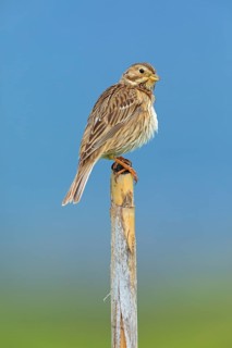 Corn Bunting, Miliaria calandra, Emberiza calandra, Bruant proyer, Triguero, Lesbos, Greece