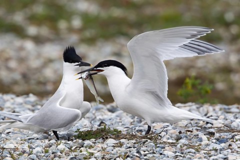Sandwich Tern (Thalasseus sandvicensis) pair displaying, Texel, Netherlands