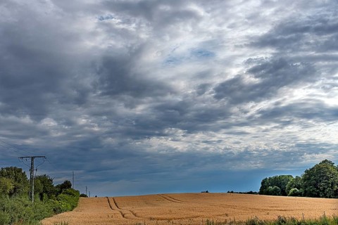 Ripe barleys (Hordeum vulgare), rain clouds, Mecklenburg-Vorpommern, Germany