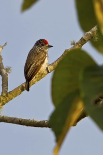 Ocellated Piculet (Picumnus dorbignyanus) perched on a branch in Bolivia, South America