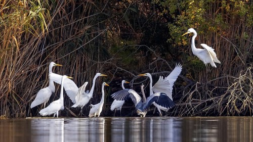 Great Egret (Ardea alba) group, Saxony-Anhalt, Germany