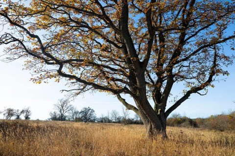 English oak (Quercus robur) in a meadow, in autumn with yellow discoloured leaves, blue sky,