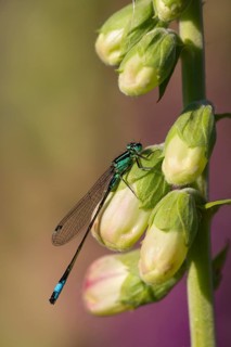 Blue tailed damselfly (Ischnura elegans) adult insect resting on a foxglove flower in summer,