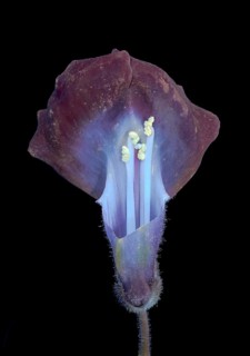 Common snapdragon (Antirrhinum majus), flower cut open, UV light, Germany