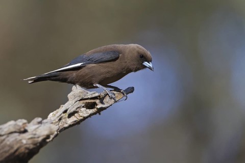 Dusky Woodswallow (Artamus cyanopterus), Victoria, Australia