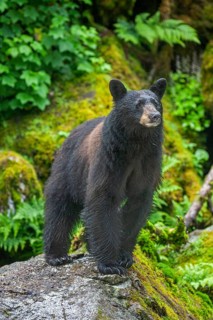 American Black Bear (Ursus americanus), standing on a rock in the rainforest, Southeast Alaska,