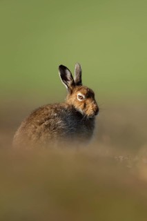 Mountain hare (Lepus timidus) adult animal in its summer coat resting on a hillside, Cairngorm