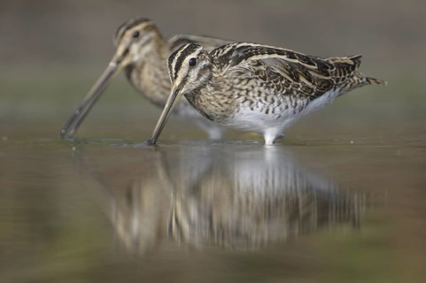 Common Snipe (Gallinago gallinago), Thuringia, Germany