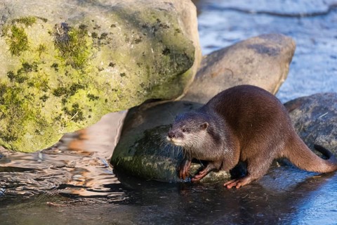 One oriental small-clawed otter or Asian small-clawed otter (Aonyx cinerea), plays with a small